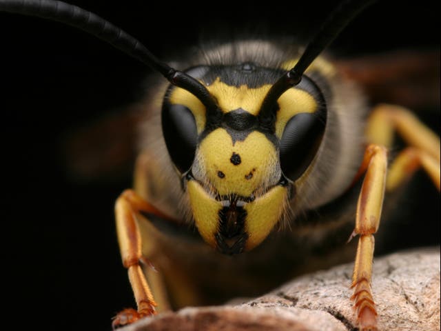 Aah, look at his little face. We must learn to love wasps, scientists say