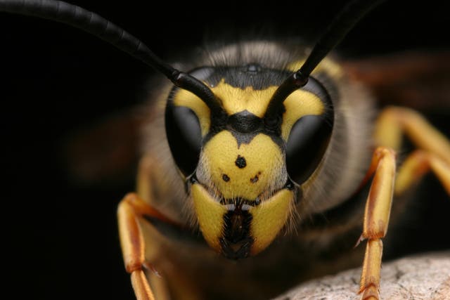 Aah, look at his little face. We must learn to love wasps, scientists say