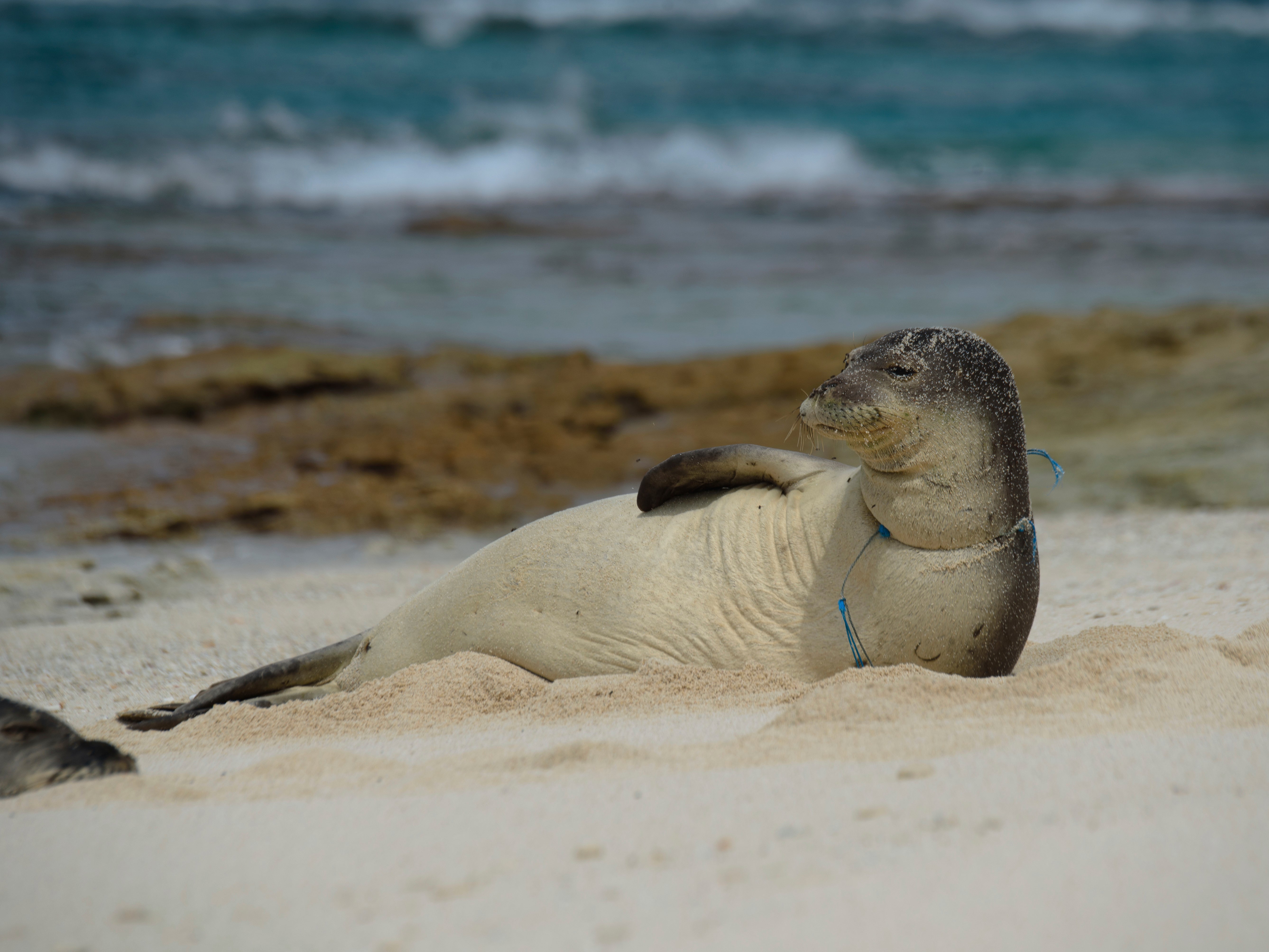 In this April 3, 2021 photo, a female endangered Hawaiian monk seal is entangled in derelict fishing gear on the shores of Laysan Island in the Northwestern Hawaiian Islands.