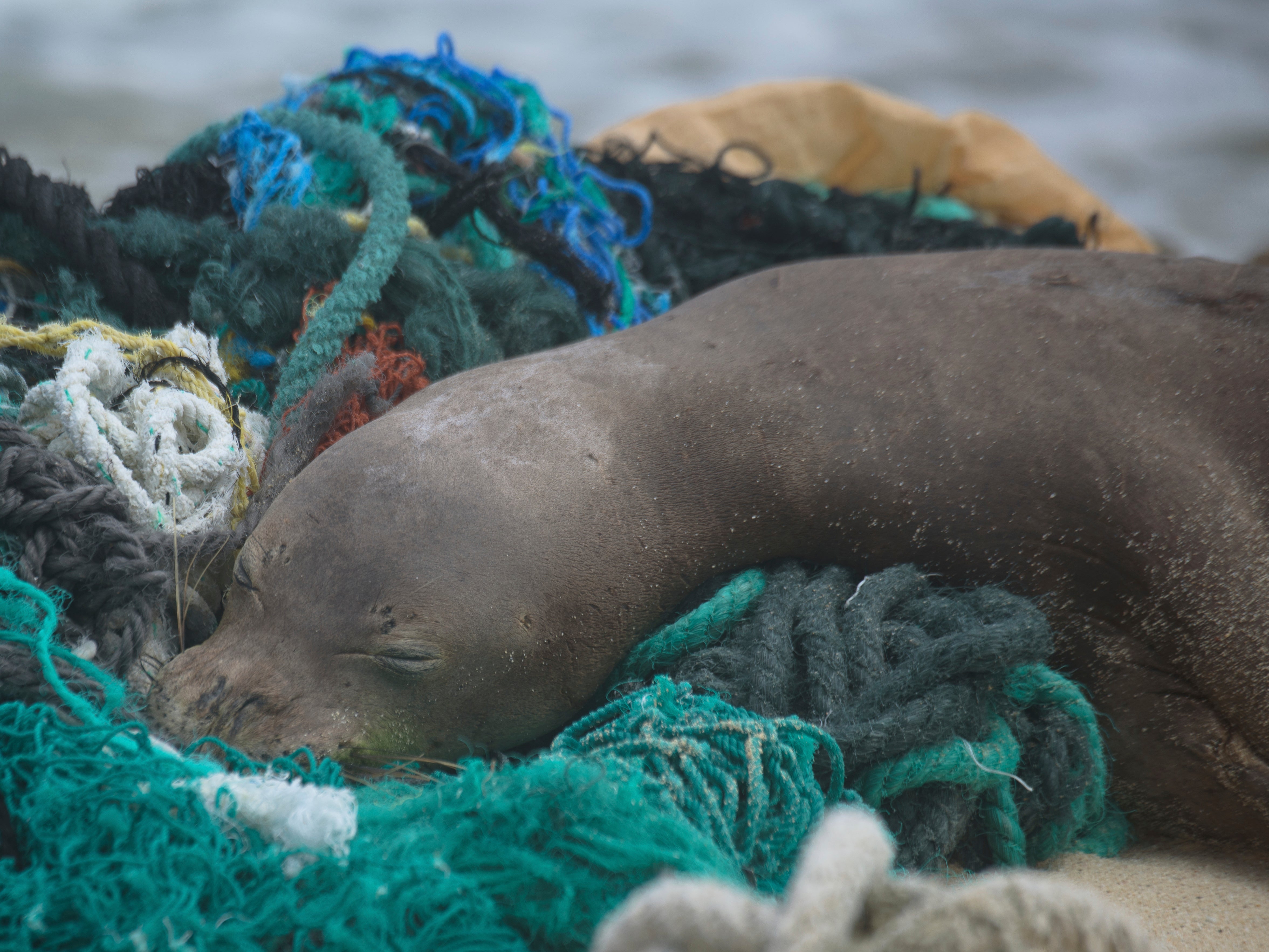 In this April 5, 2021 photo, a juvenile Hawaiian monk seal rests on top of a pile of ghost nets on the windward shores of Laysan Island in the Northwestern Hawaiian Islands.