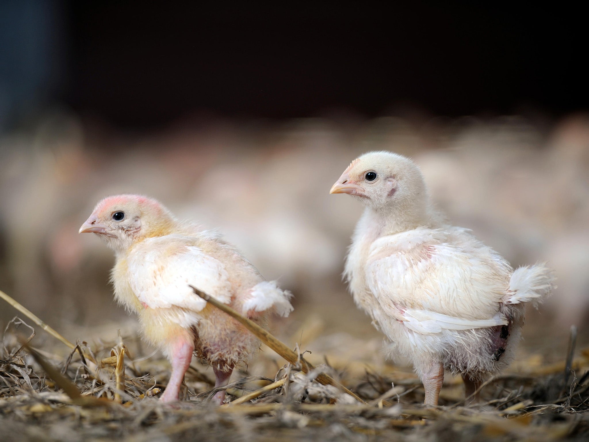 <p>The poultry industry has managed to keep a low profile while undergoing a massive expansion to supply all the supermarkets and fast food chains</p>