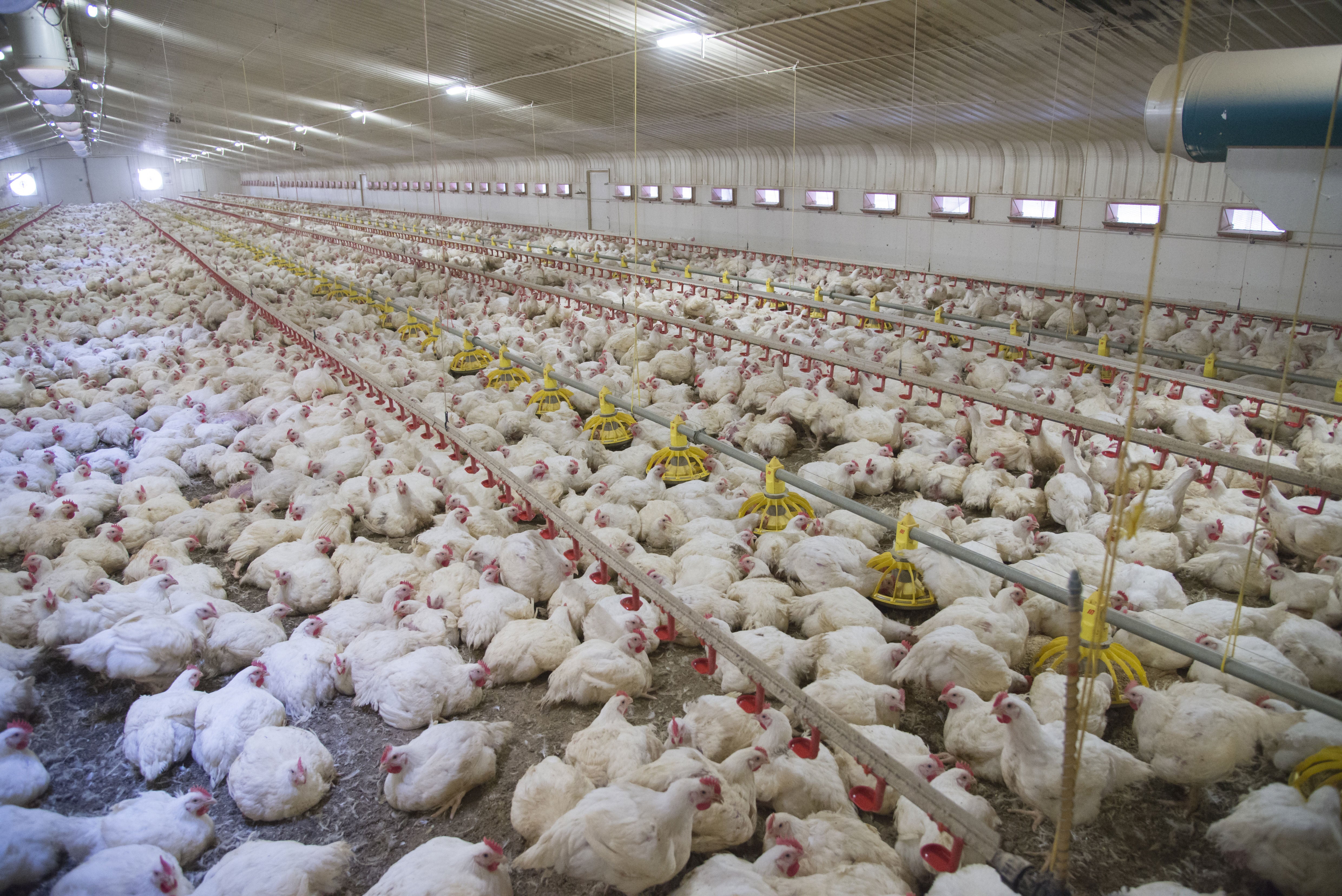 A poultry farm in Cumbria