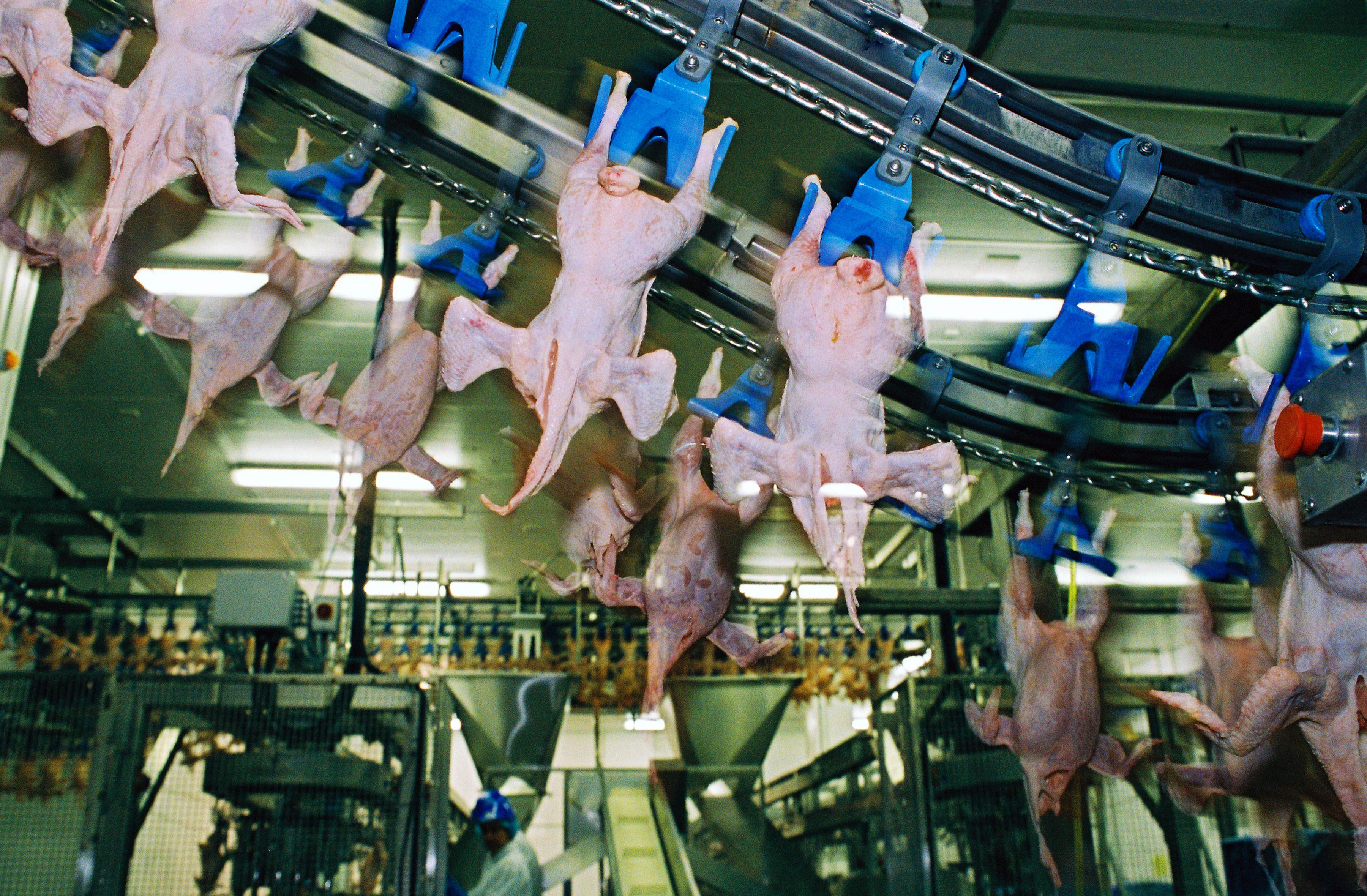 While intensive chicken farms don’t offer many jobs, chicken processing plants provide more