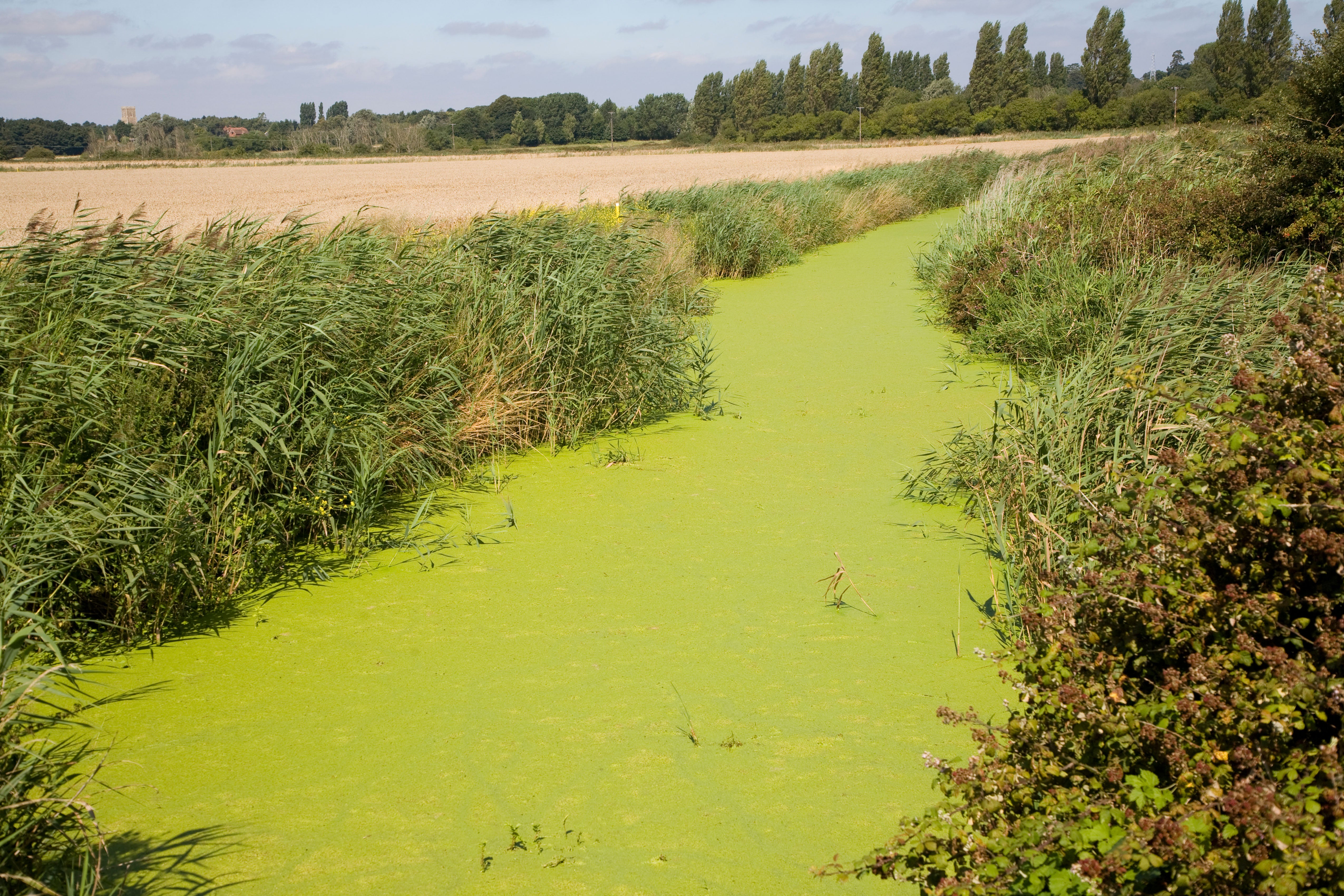 Excess nitrates lead to eutrophication, or algal blooms, in local rivers