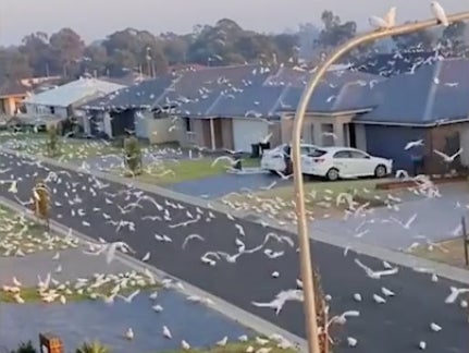Thousands of corellas filmed taking over a suburban street in Nowra, New South Wales Australia