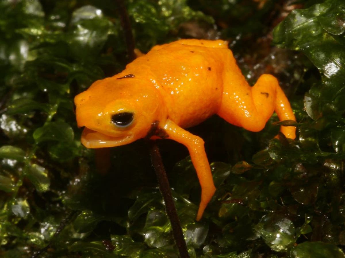 New Species Of Pumpkin Toadlet Poisonous Frog Discovered In Brazil The Independent