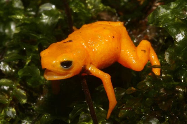 Pumpkin Toadlets are among some of the world’s smallest frog species