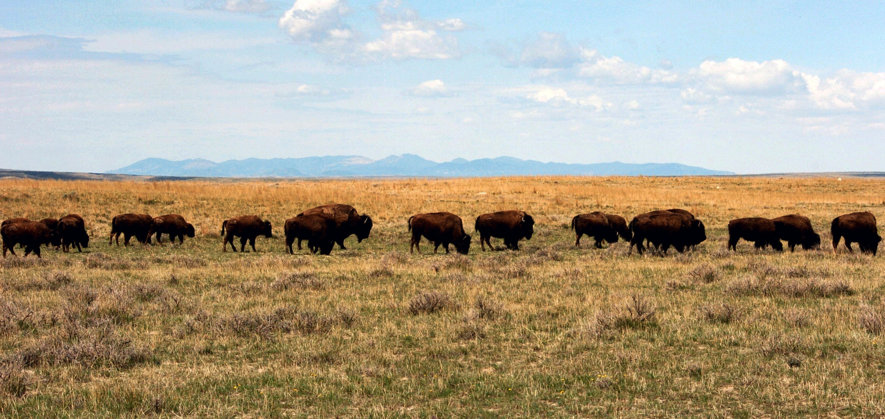 Bison Restoration