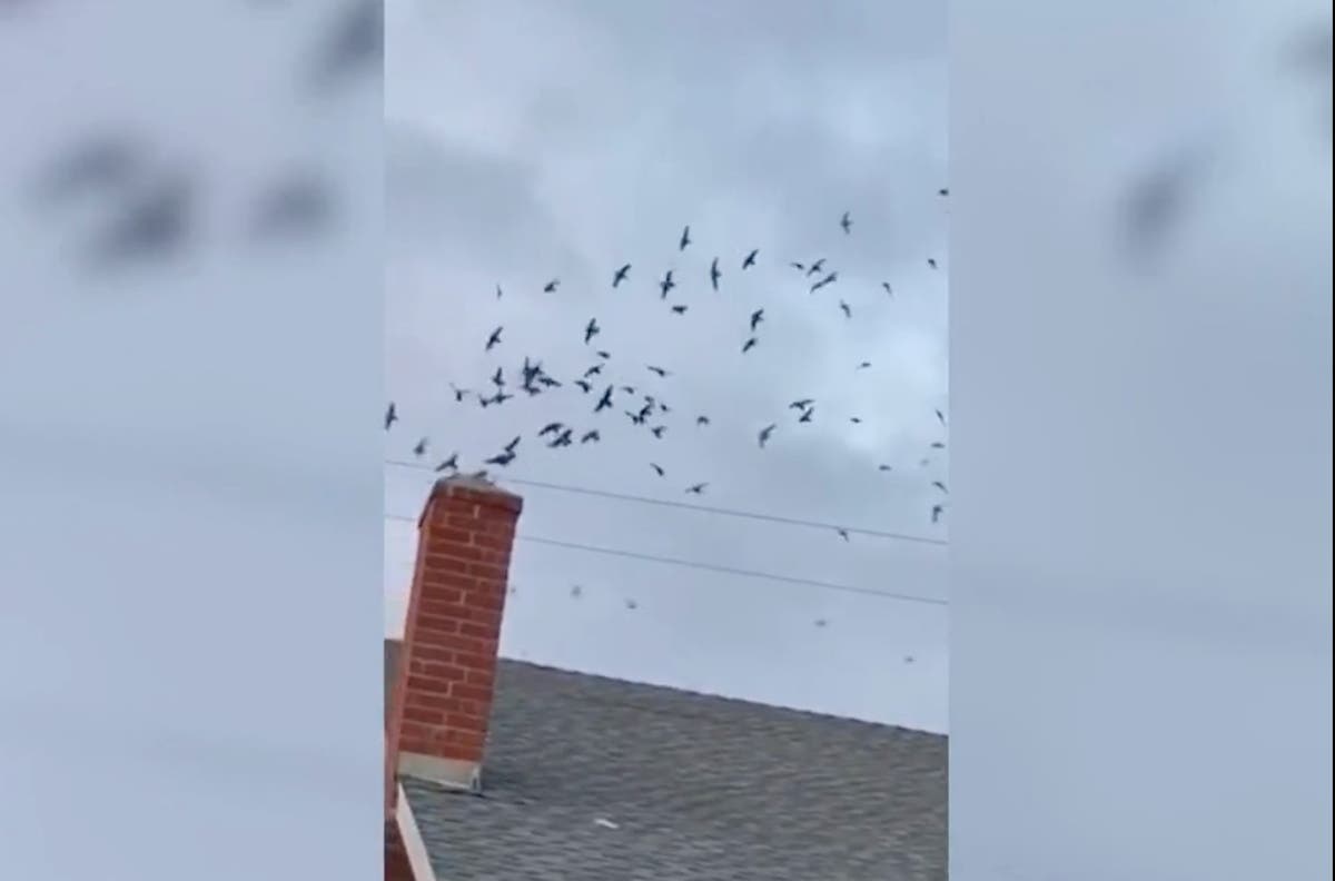 A thousand migrating birds stop to take a rest inside a California home