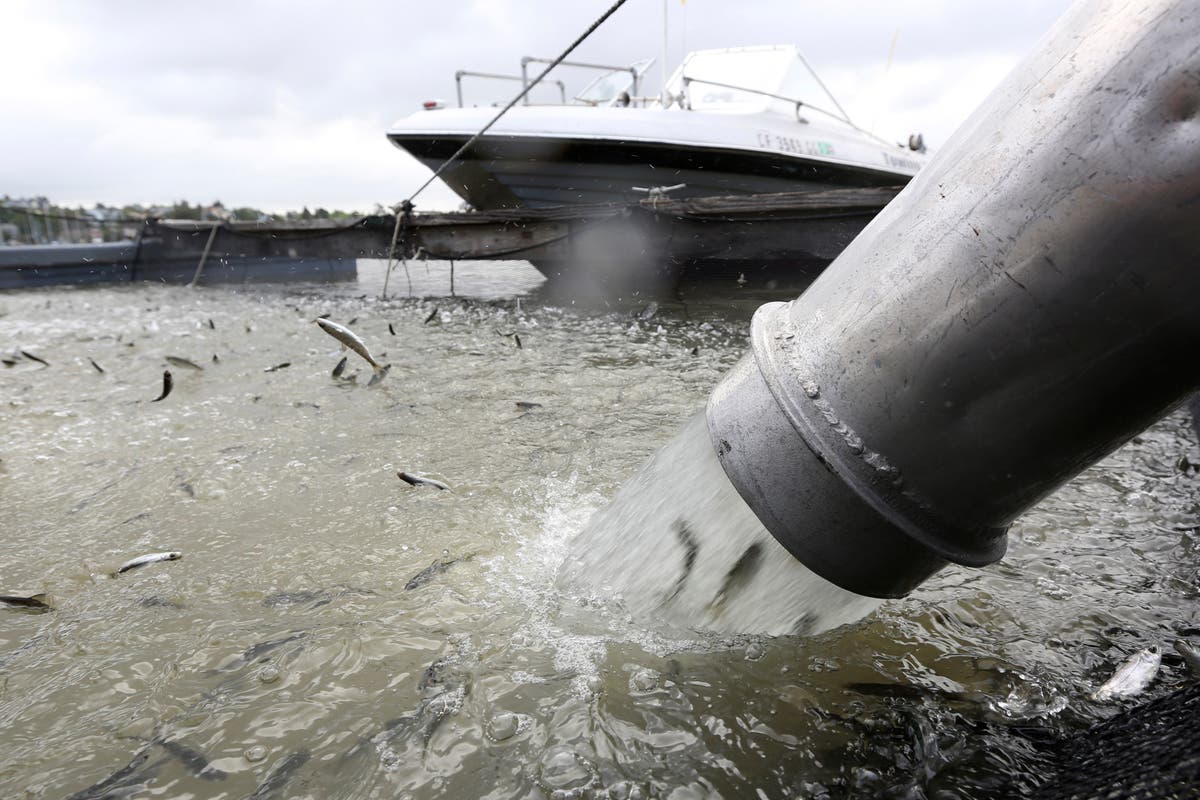 California trucks salmon to Pacific; low river levels blamed