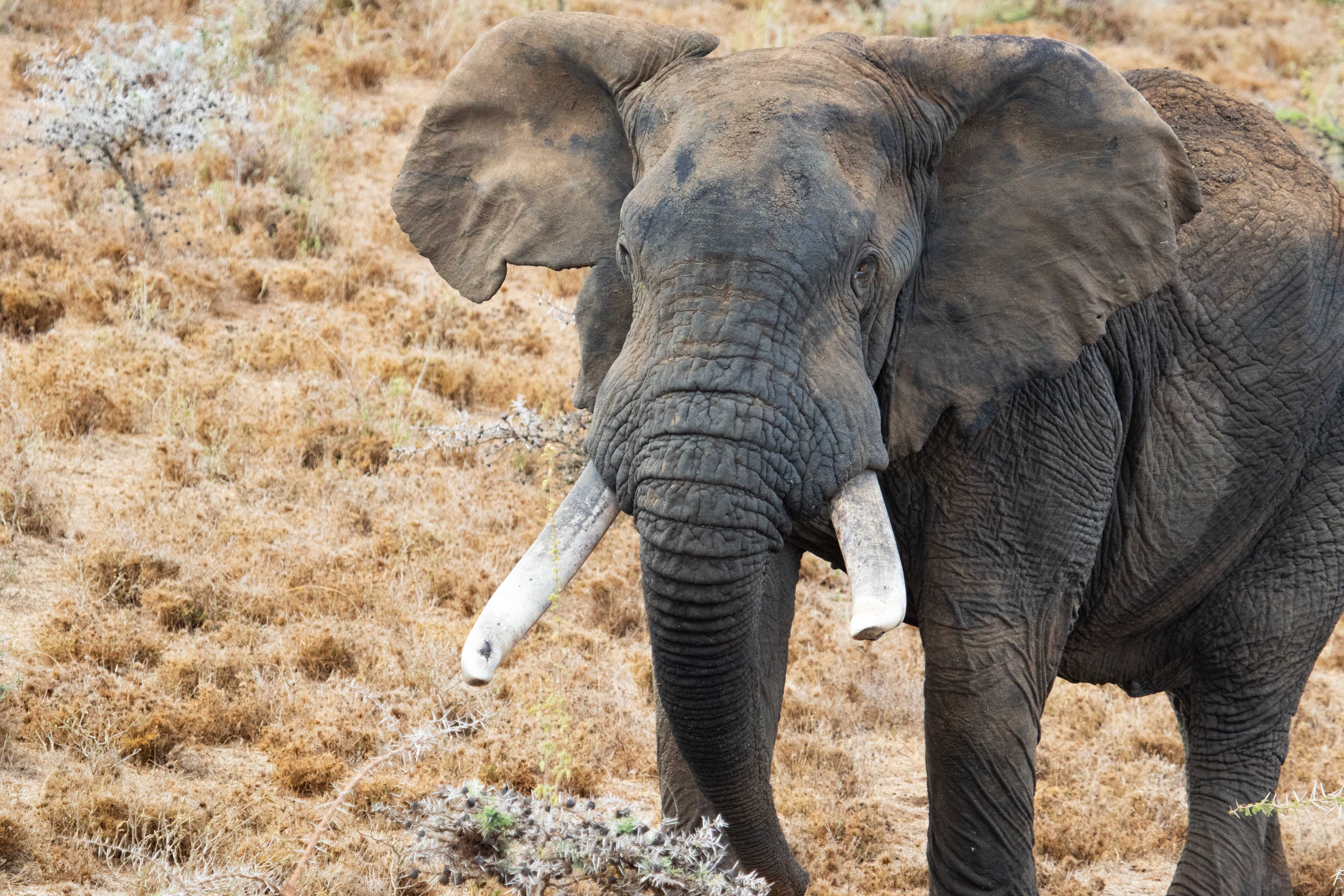 One of the crop-raiding bulls moved as part of the elephant drive