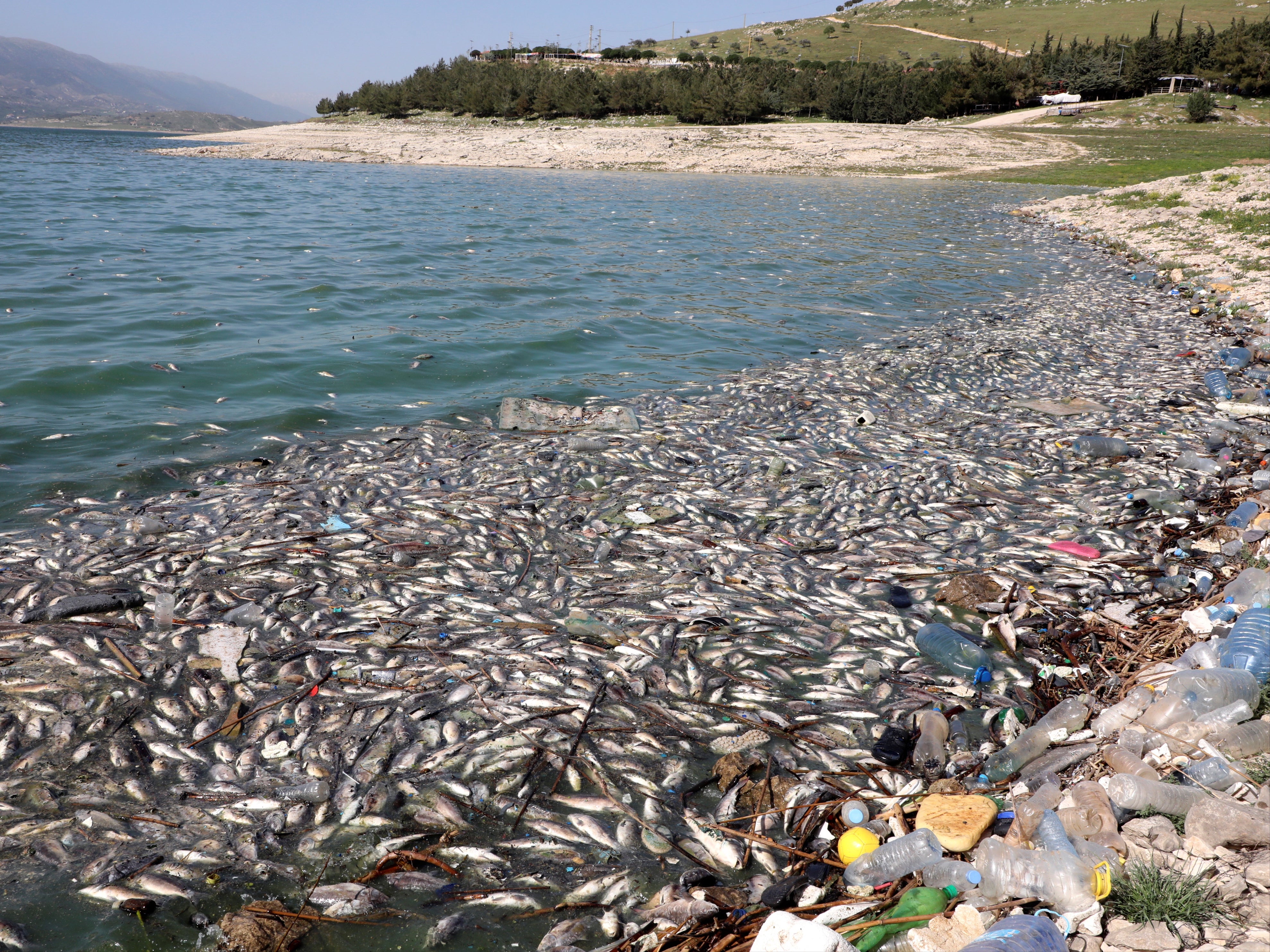 Dead fish float in Lake Qaraoun on the Litani River alongside piles of refuse