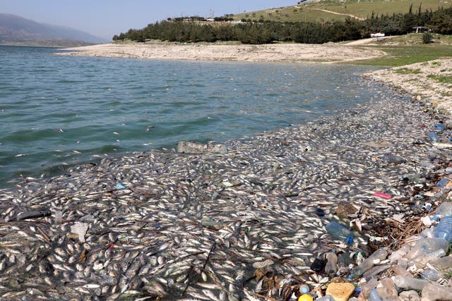 <p>Dead fish float in Lake Qaraoun on the Litani River alongside piles of refuse</p>