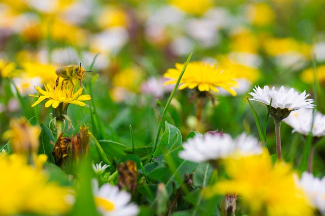 Cuando florecen las flores silvestres, las abejas vienen zumbando