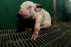 Pigs hammered to death at ‘high-welfare’ farm, prompting Tesco to ditch supplier