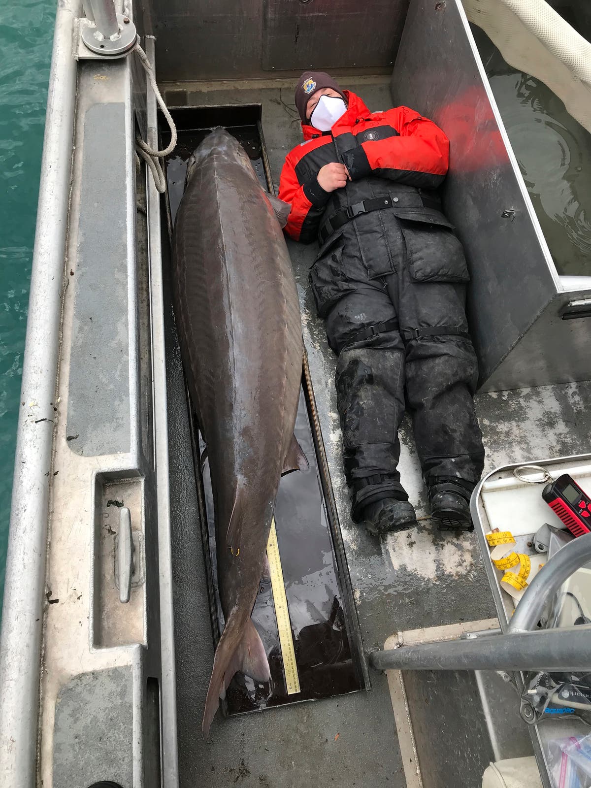 Hold on! 240-pound fish, age 100, caught in Detroit River 