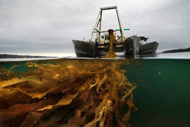 Seaweed Boom