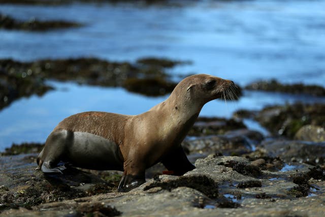 A California sea lion yearling walks towards the water after being released back into the wild by volunteers with The Marine Mammal Center on a beach at Point Lobos State Reserve on 10 July, 2019 in Carmel, California. California sea lions are more intelligent than their brain size might suggest.