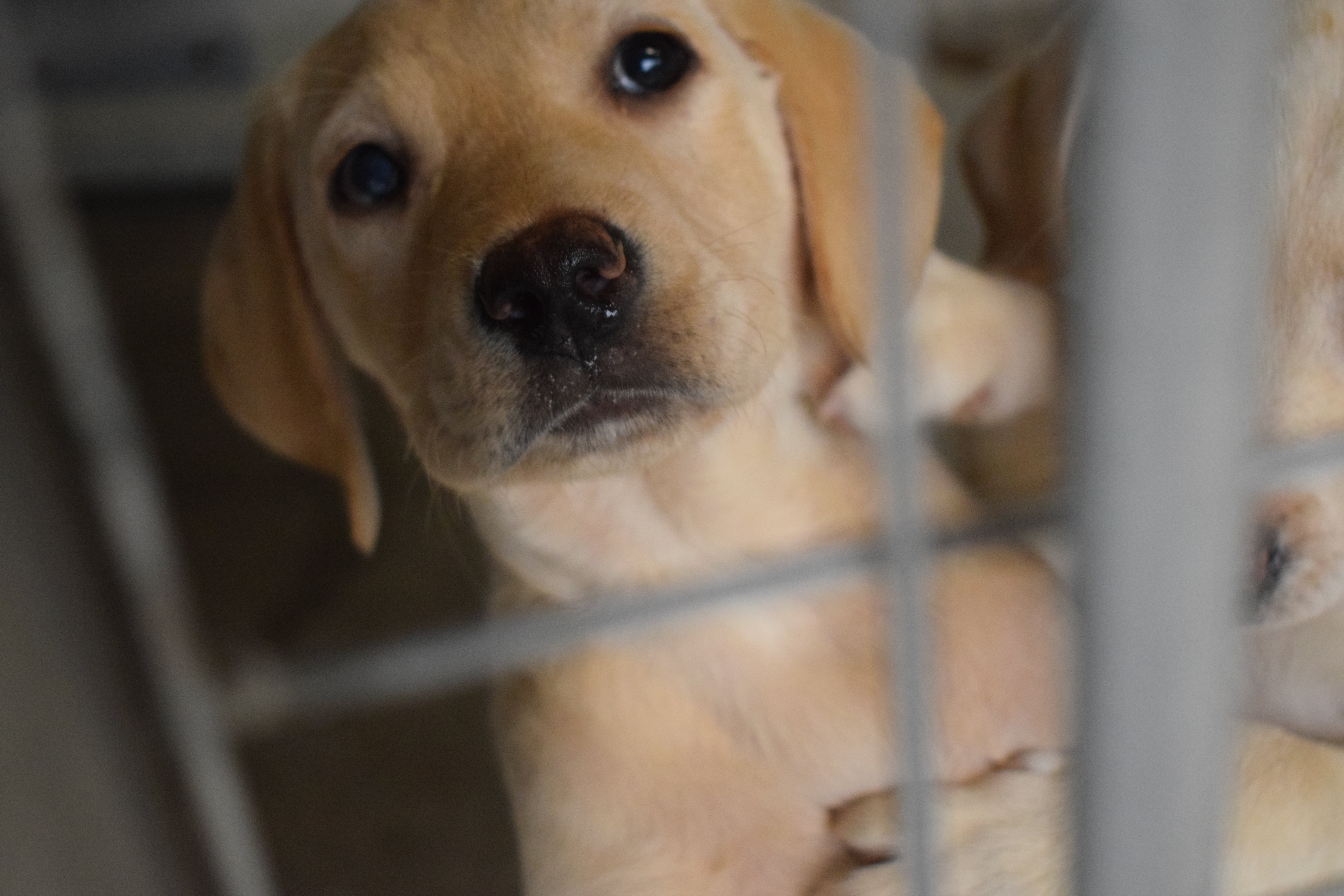 New law would acknowledge that animals are sentient creatures with feelings