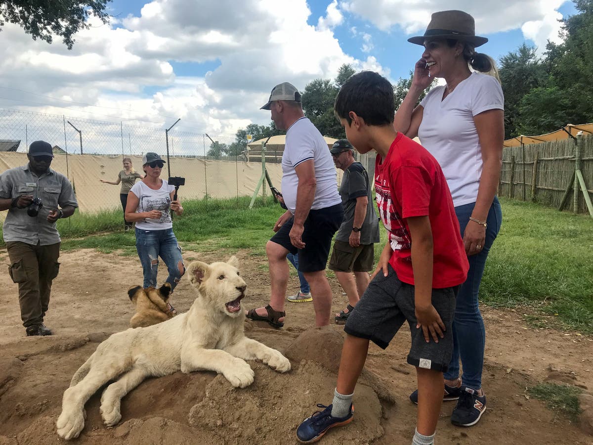 South Africa to ban breeding of lions for hunting and cub petting 