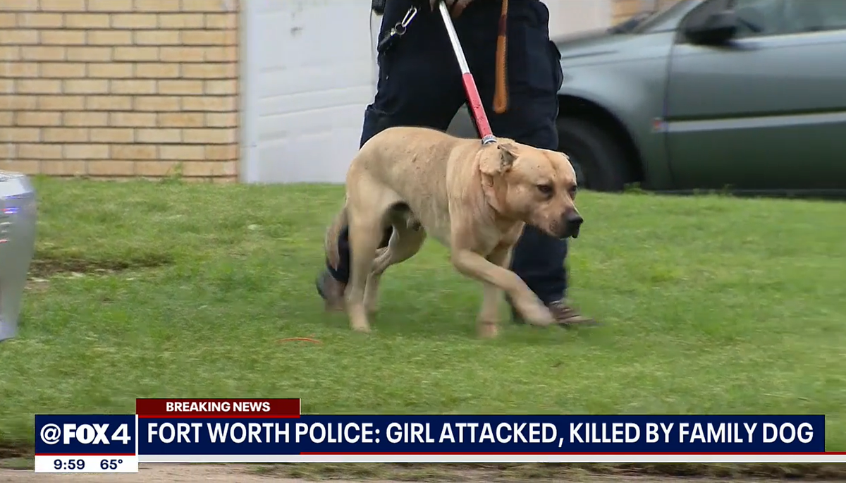 Fouryearold mauled to death by dog The Independent