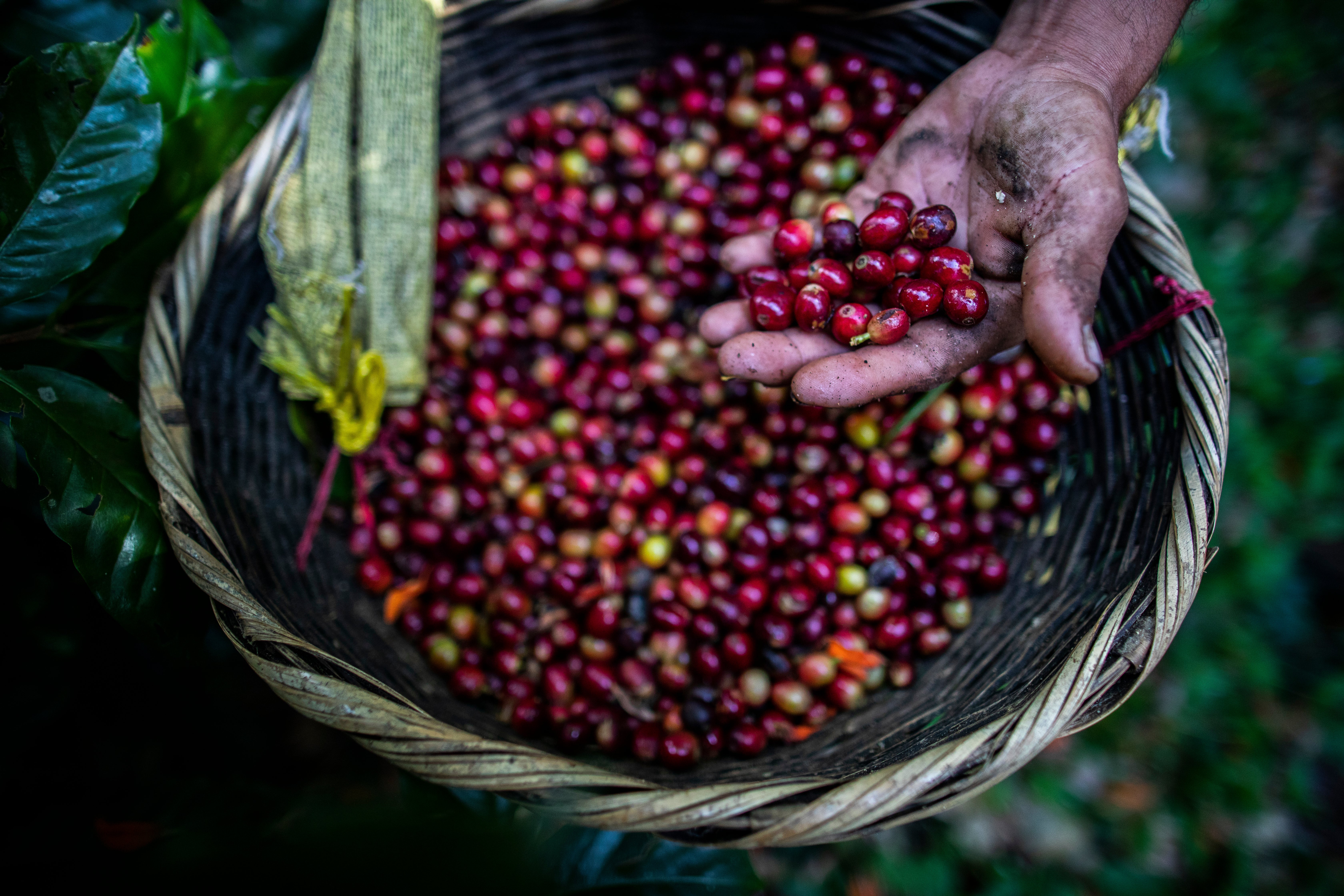 A coffee harvest worker shows coffee cherries recently collected at La Hammonia Coffee Farm