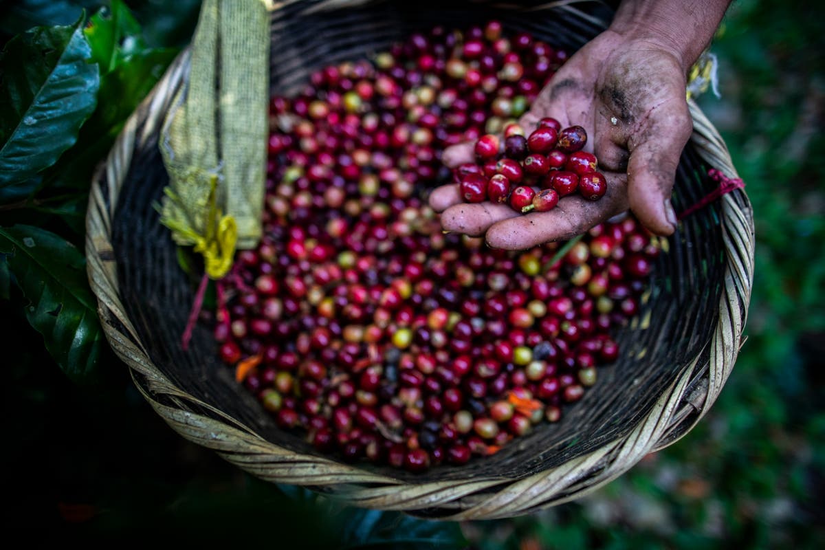 People grew this coffee in brazil. Урожай кофе 2024.