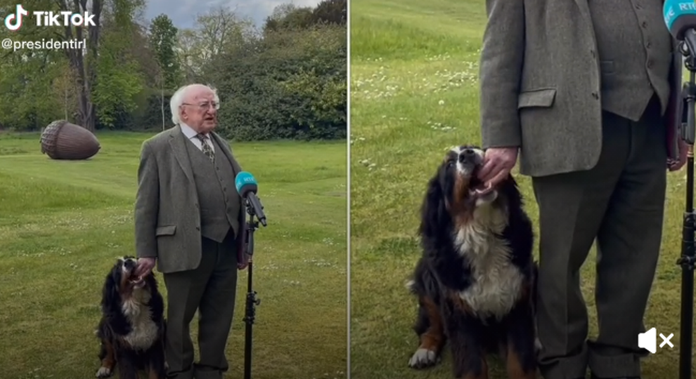 President of Ireland’s pdog vying for attention during TV interview ...