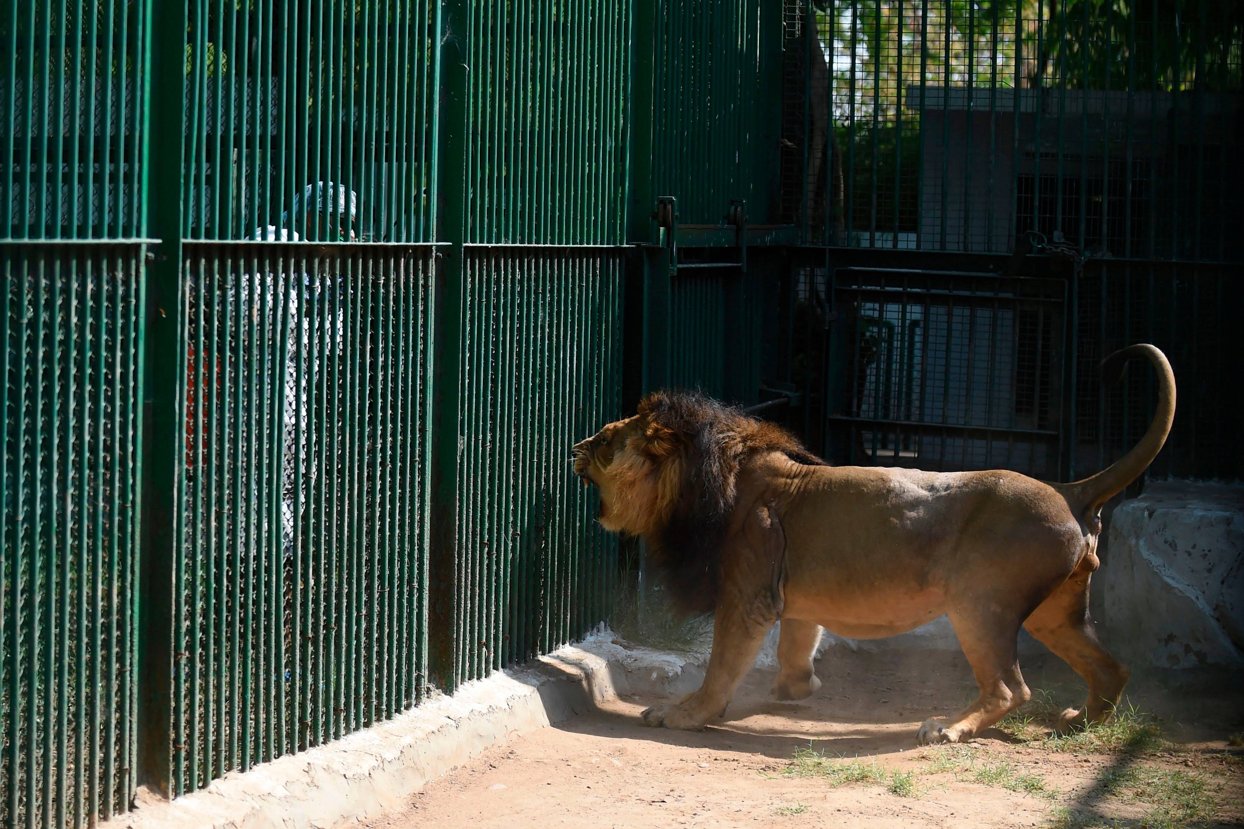 Eight Asiatic lions at Indian zoo test positive for Covid | The Independent