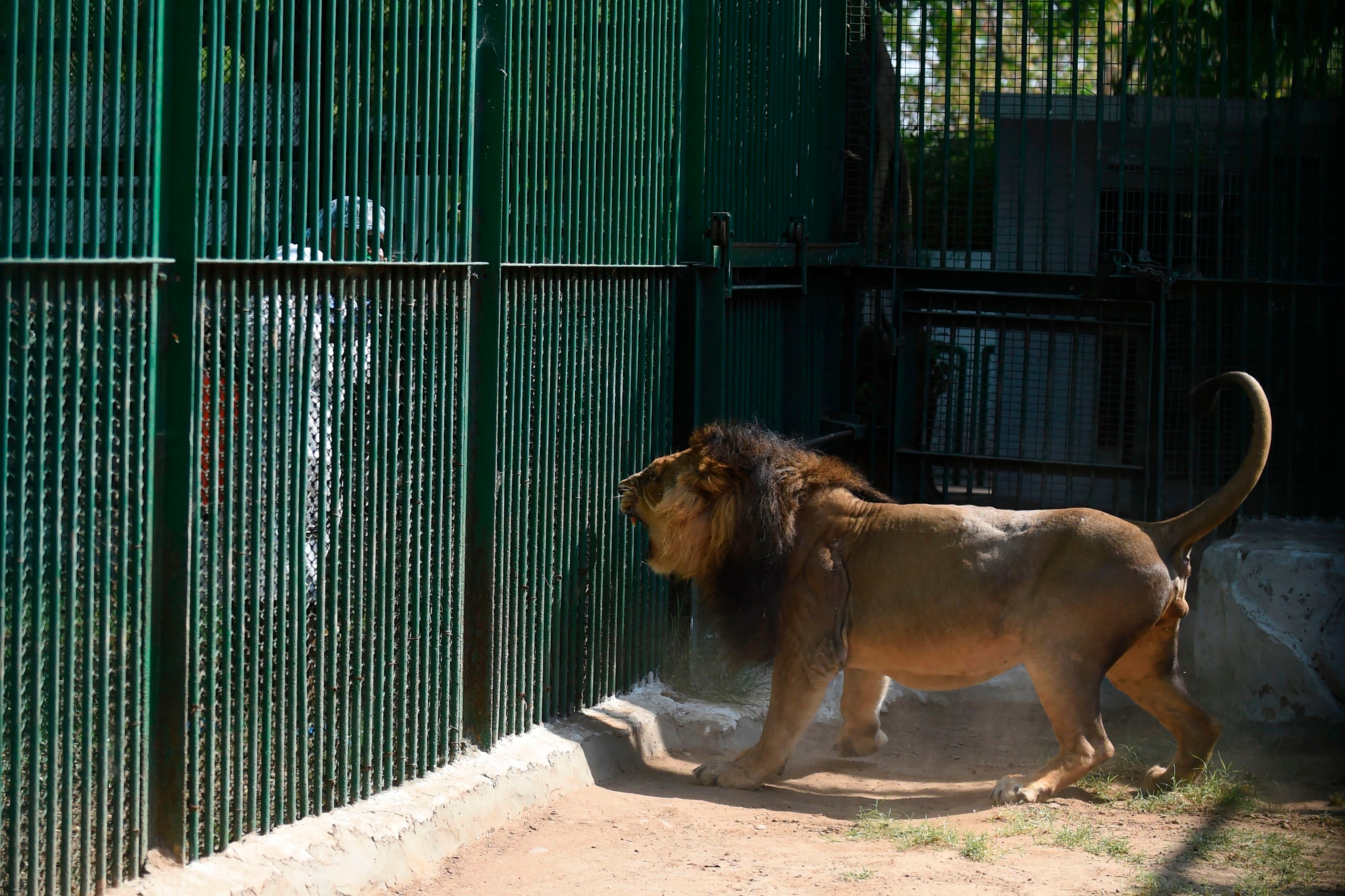 asiatic lion in hindi