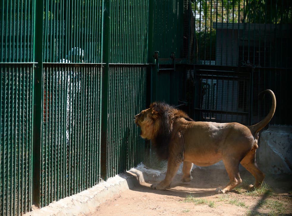 An Asiatic lion reacts as a worker of the Kamla Nehru Zoological Garden wearing protective gears sprays disinfectant during a government-imposed nationwide lockdown as a preventive measure against the spread of the coronavirus
