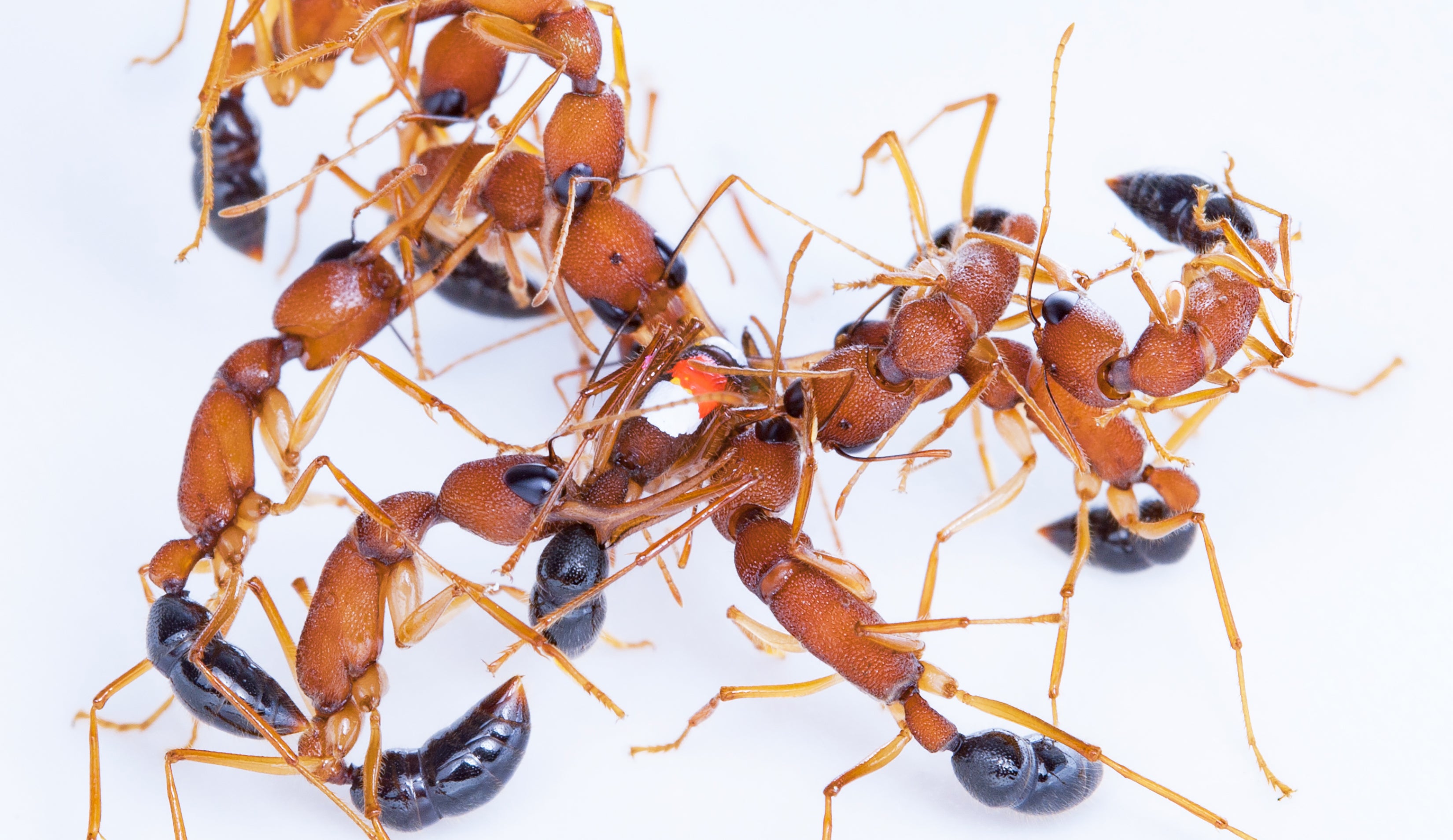 Indian jumping ants can shrink and unshrink the size of their brains