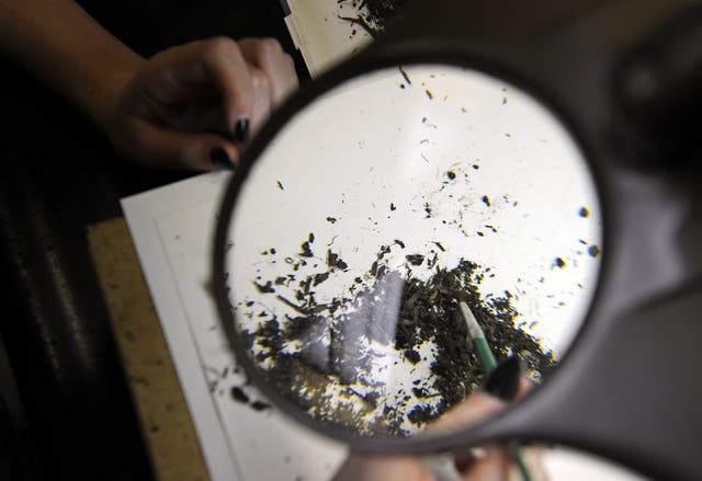 Paleontologist works on cleaning microfossil sorting in the Fishbowl lab of the Page Museum in Los Angeles