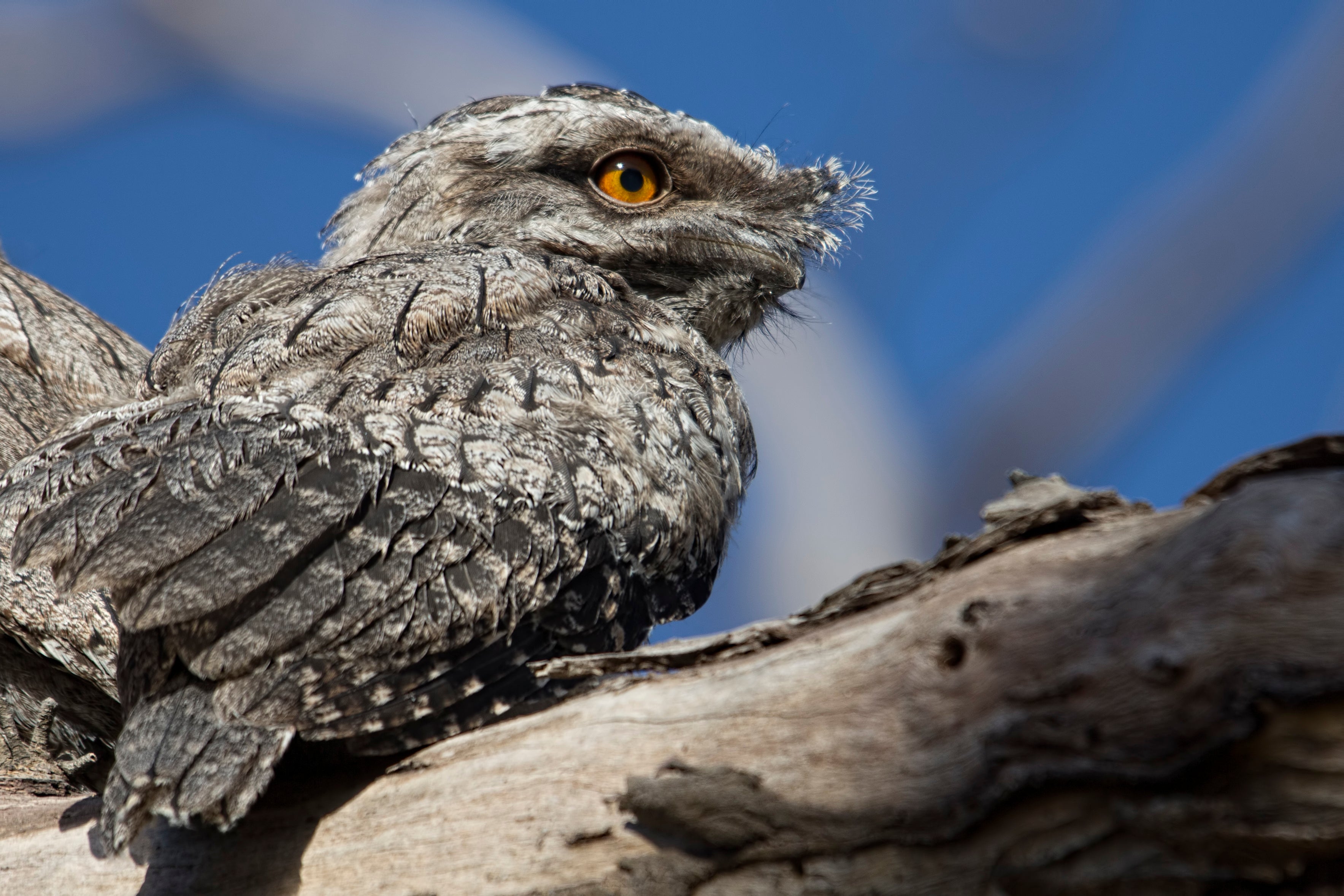 The frogmouth has been termed the ‘most Instagrammable bird’ by researchers