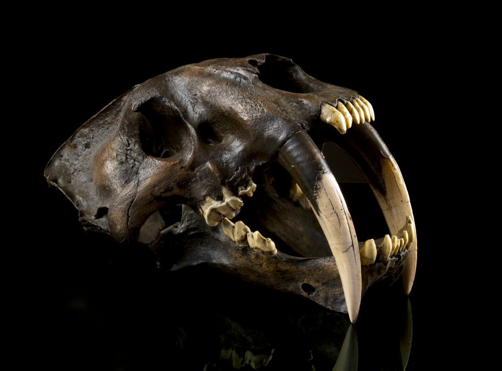 The newly recognised species was an ancient relative of one of the best-known prehistoric animals - the saber-toothed cat Smilodon, seen here