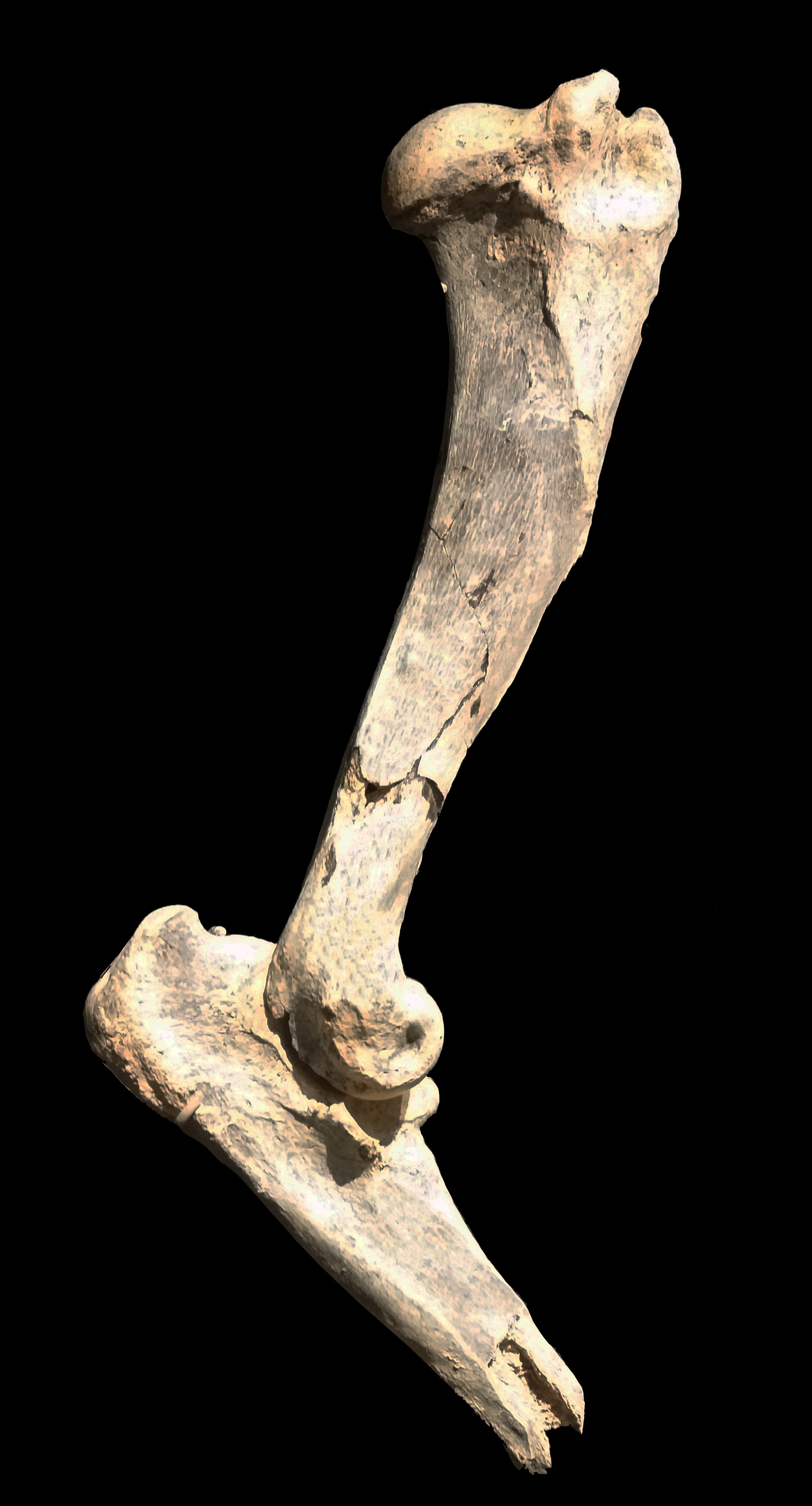 The humerus bone excavated from north central Oregon, which is now on display in the University of Oregon Museum of Natural and Cultural History