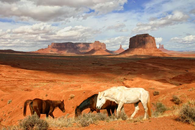 Wild horses in Arizona. Desert-dwelling wild and feral populations of horses and donkeys increase water availability for many other animals
