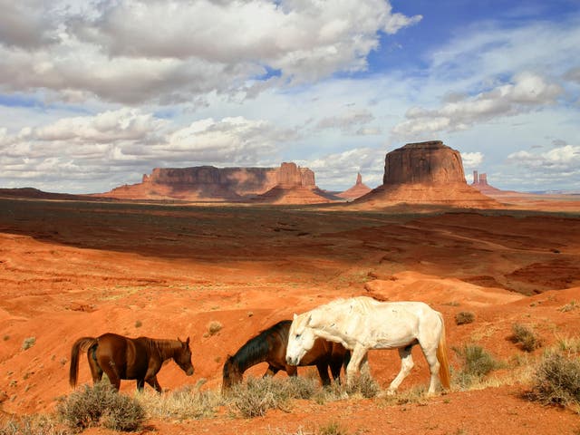 Wild horses in Arizona. Desert-dwelling wild and feral populations of horses and donkeys increase water availability for many other animals