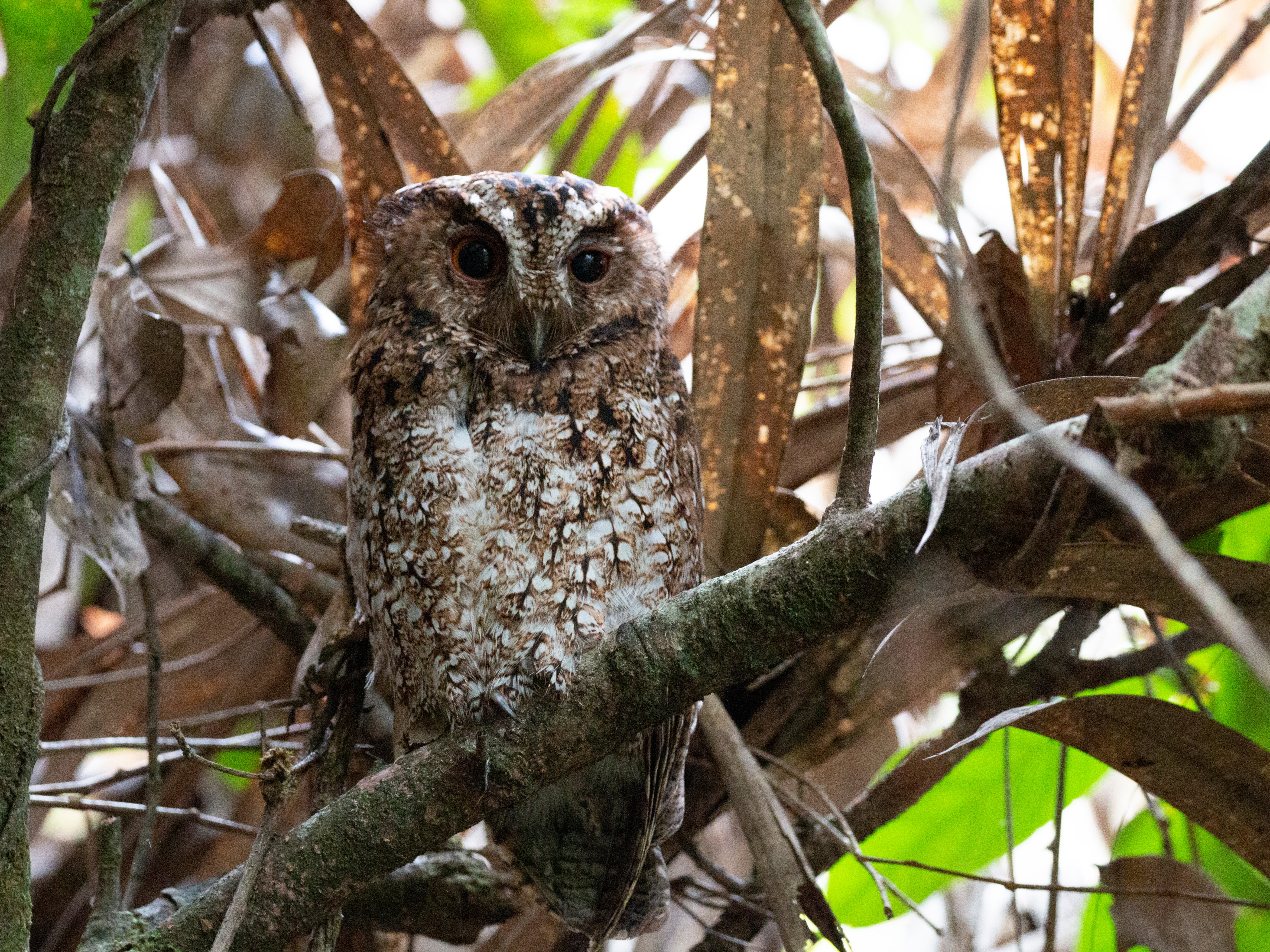 The first photograph of the Bornean Rajah scops owl in the wild