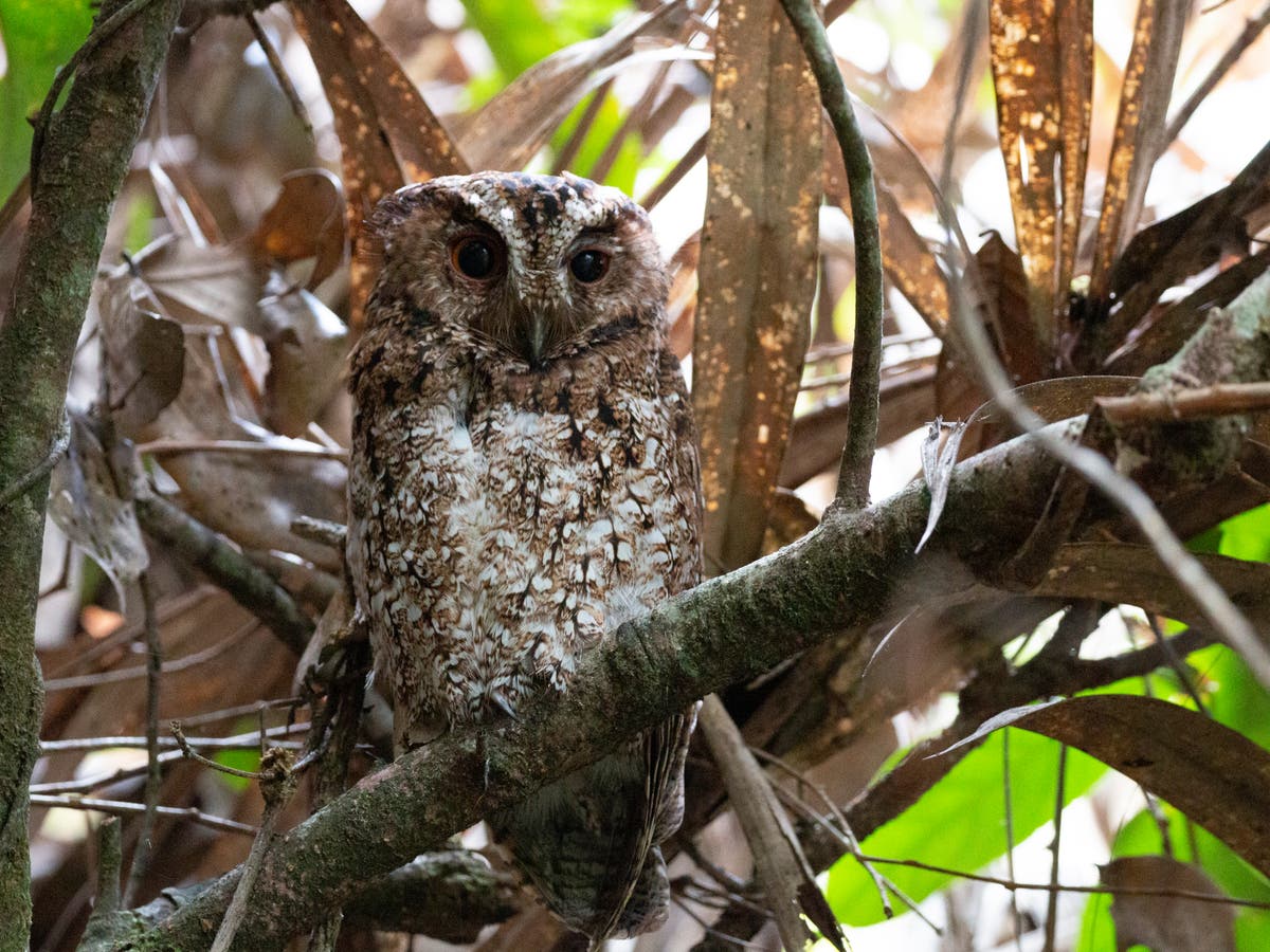 Rare owl species last seen in 1892 photographed for first time | The