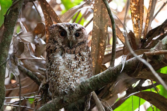 The first photograph of the Bornean Rajah scops owl in the wild