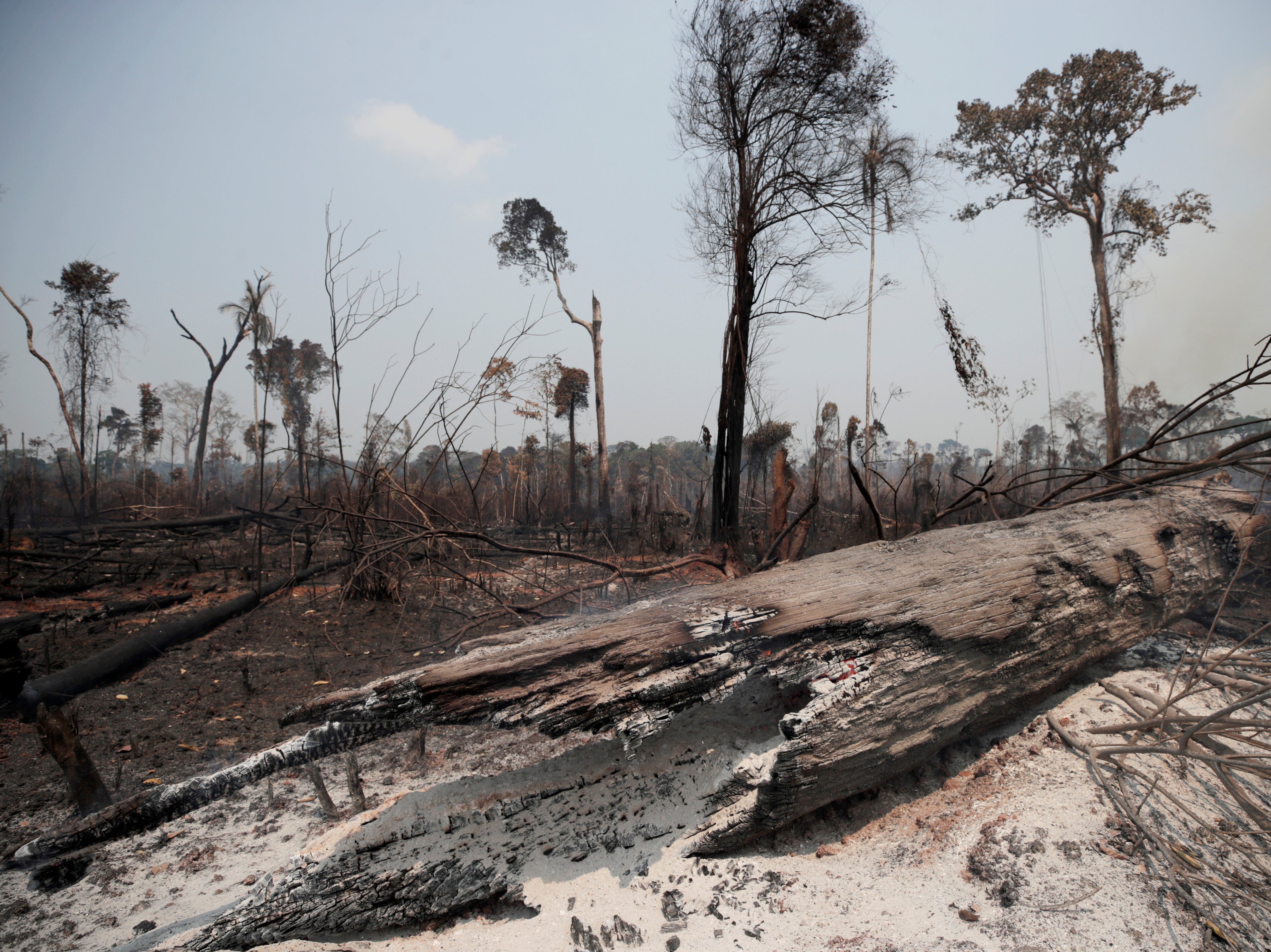 Charred tree trunks are seen on a tract of Amazon jungle burned by loggers and farmers in Porto Velho, Brazil, August 2019