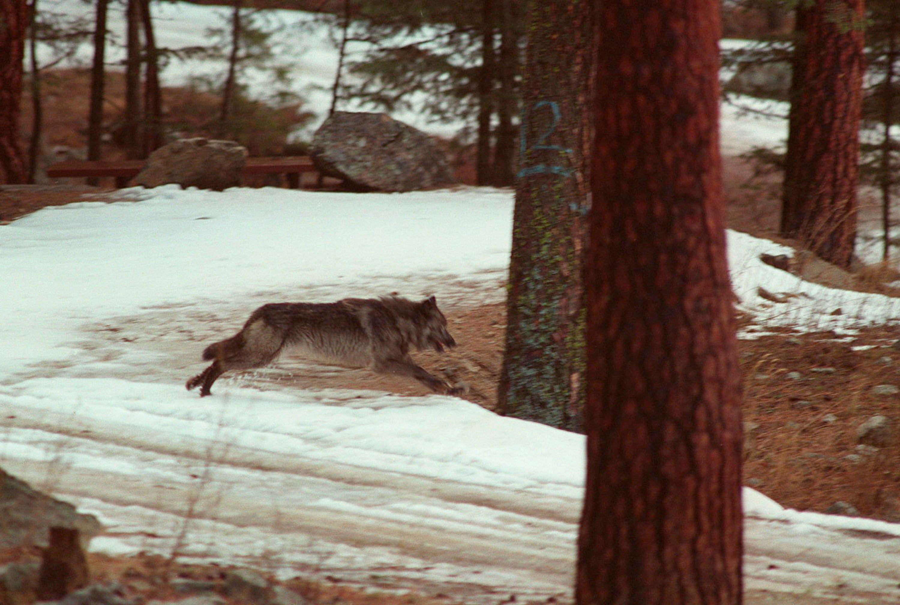 Wolf Killing Idaho