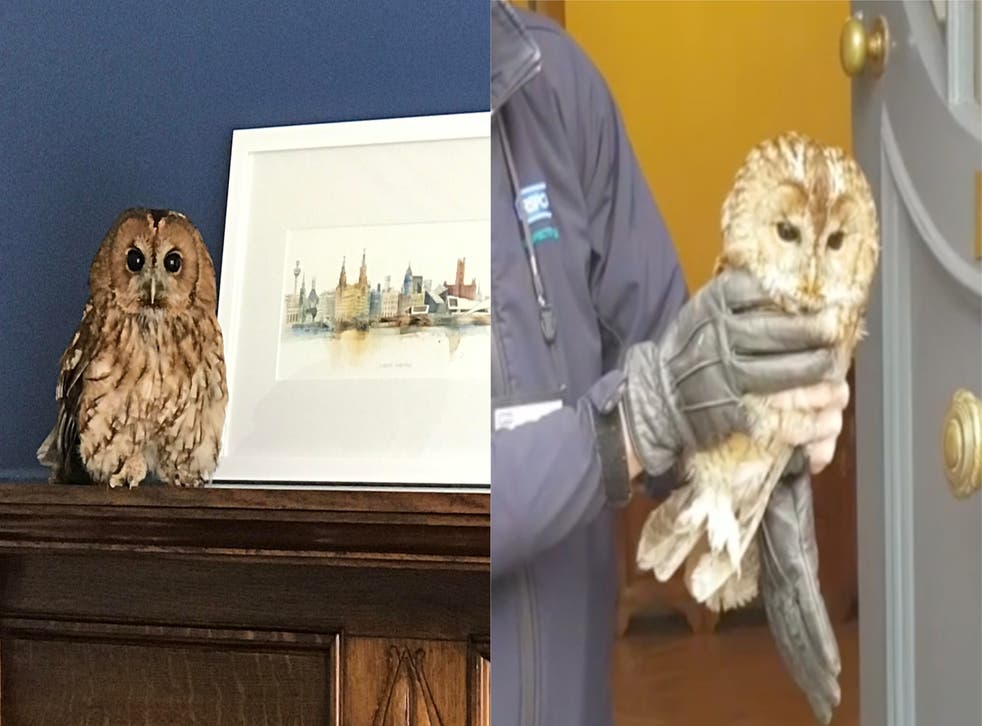 Owl Drops Down Couple S Chimney Two Days In A Row Indy100 Owl Drops Down Couple S Chimney Two Days In A Row Indy100