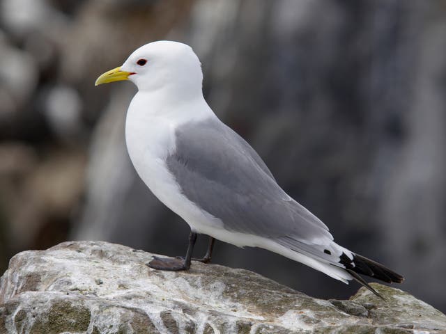 Kittiwake numbers have collapsed by 40 per cent globally since the 1970s, and Lowestoft is a key nesting area for the birds