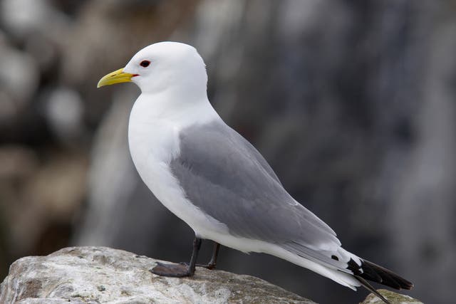 Kittiwake numbers have collapsed by 40 per cent globally since the 1970s, and Lowestoft is a key nesting area for the birds