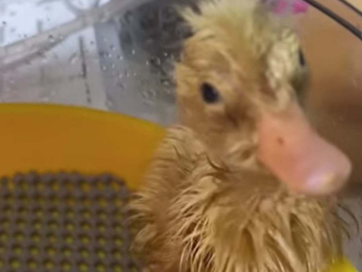Woman hatches duckling after incubating egg from Morrisons