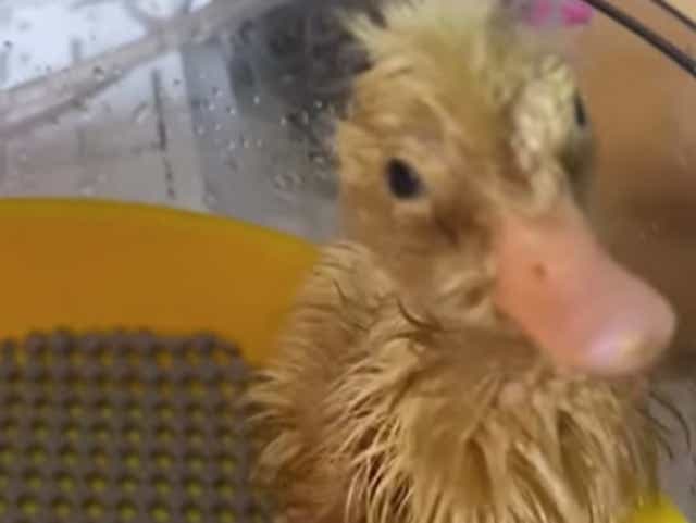 Adele Phillips, 28, hatched a duckling she named Braddock Morris from an egg she bought at a Morrisons supermarket in Port Talbot