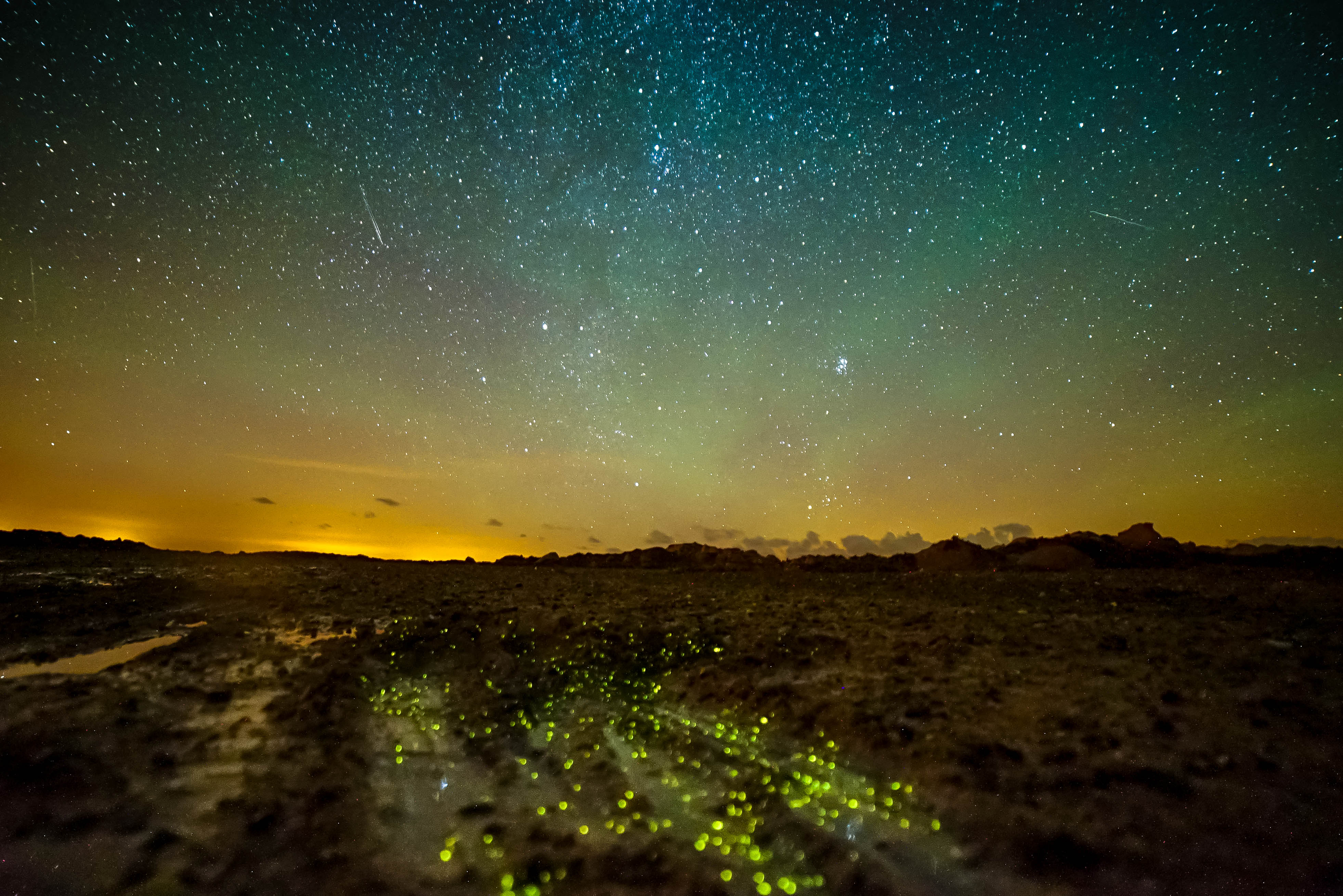 Bioluminescence is visible in late spring and early summer