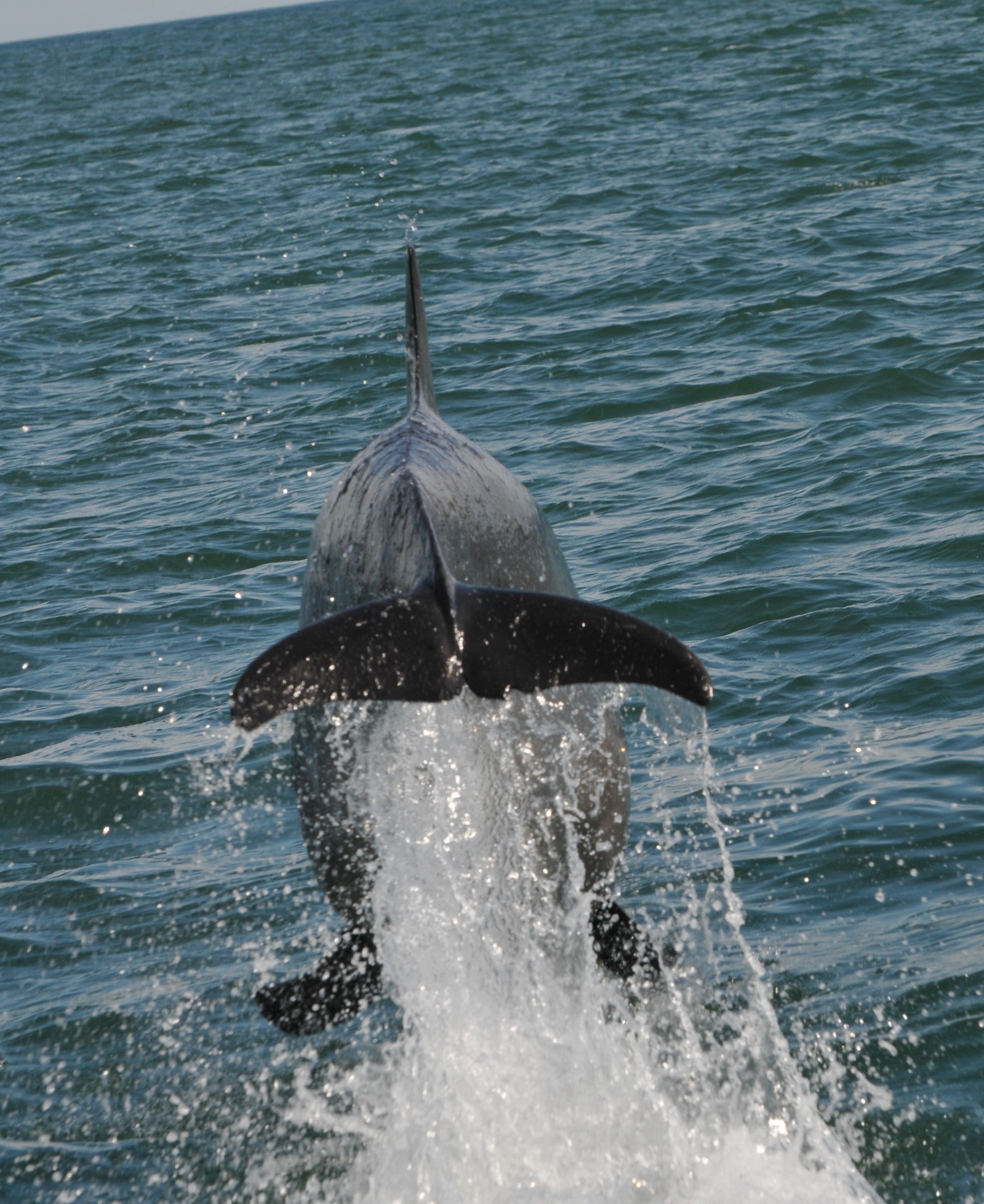 Spot seals, dolphins and razor bills on a Scottish sea safari